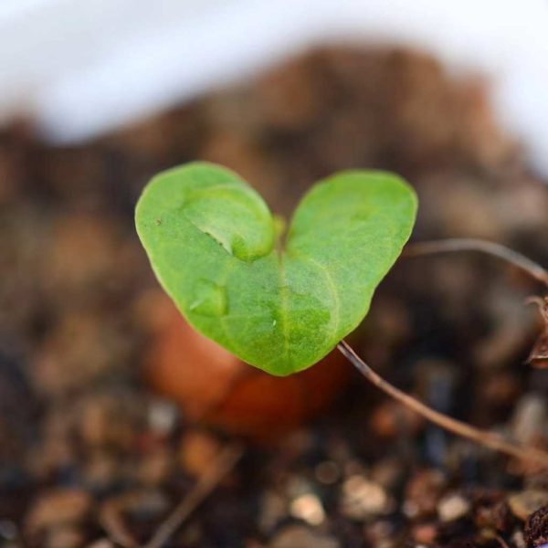 Dioscorea macrostachya - Image 4