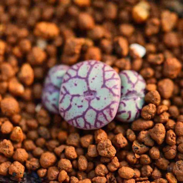 Conophytum minimum 清姬 - Image 3