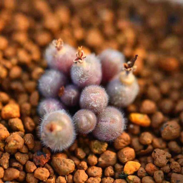 Conophytum CR563D 毛球 - Image 4