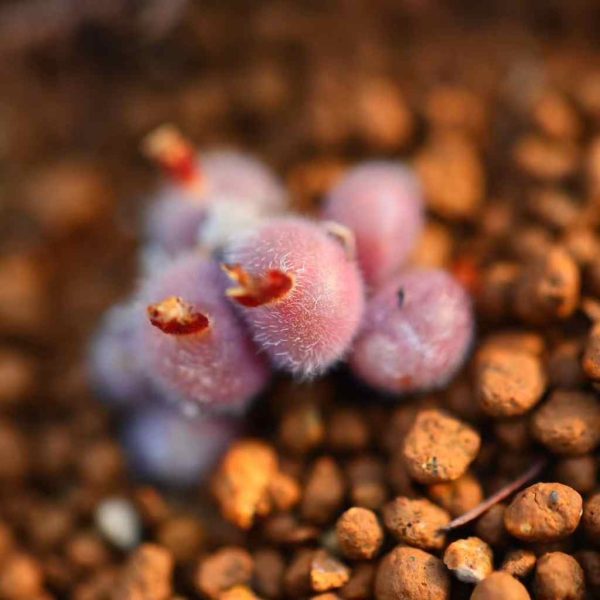 Conophytum CR563D 毛球 - Image 5