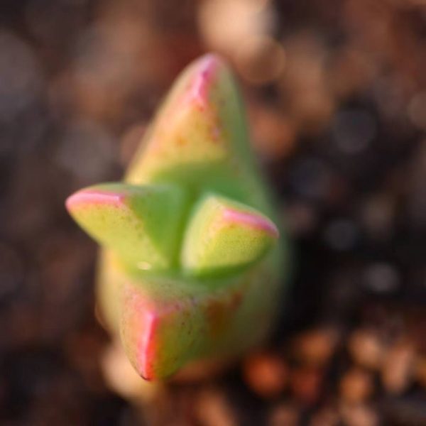 Conophytum bilobum 翼 - Image 6