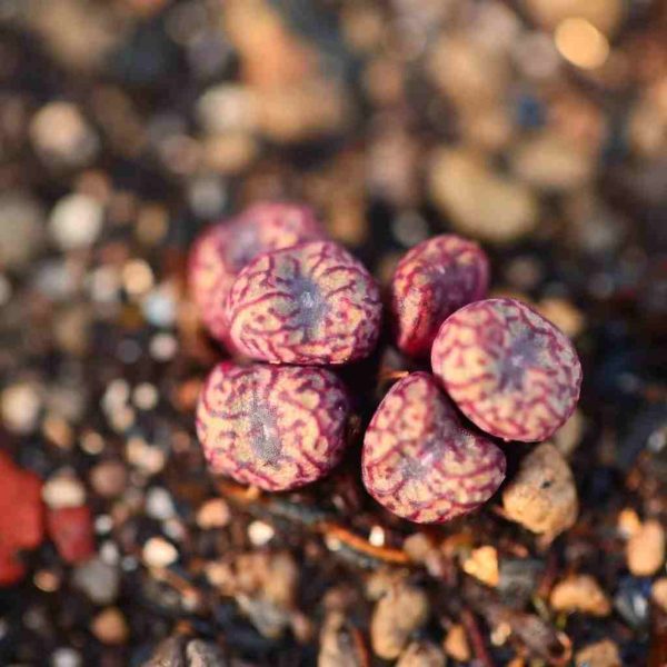 Conophytum - Image 6