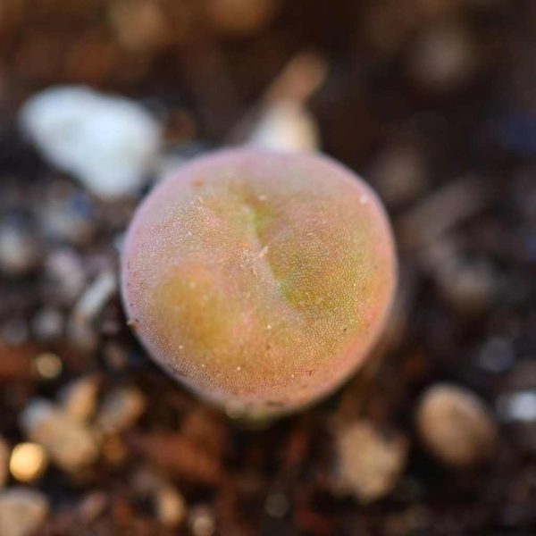 Conophytum SB1857 空卡佛 - Image 2