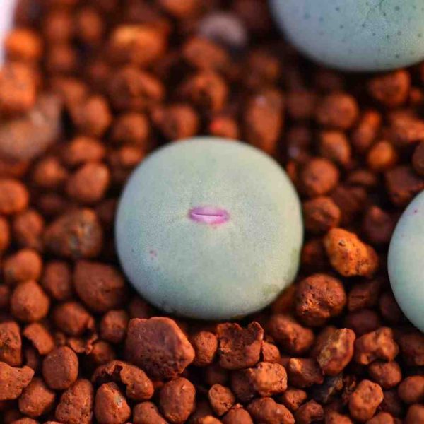 Conophytum SUB嘴 - Image 4