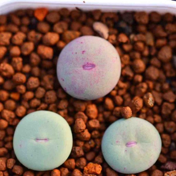 Conophytum SUB嘴 - Image 5