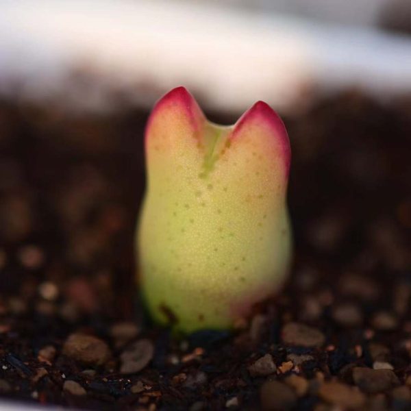 Conophytum.bilobum C.cinereo-viride（C.velutinum）赤耳少将 - Image 4