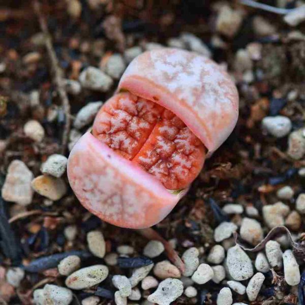 Lithops C309A - Image 3