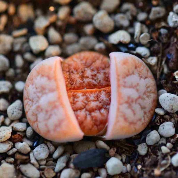 Lithops C309A - Image 4