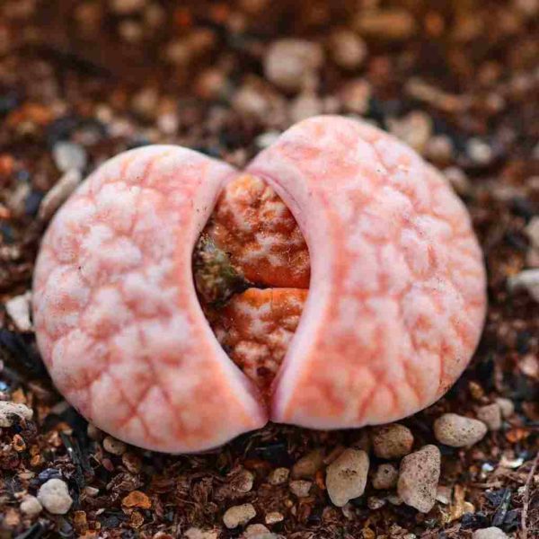 Lithops C309A - Image 5