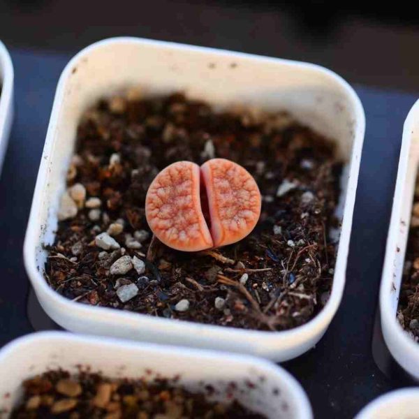 Lithops C309A - Image 6