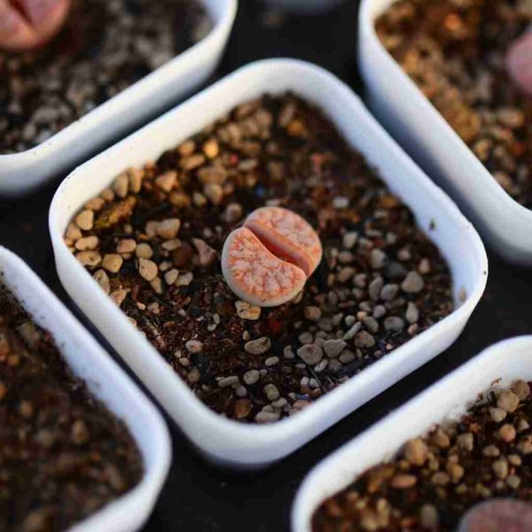 Lithops C309A - Image 7