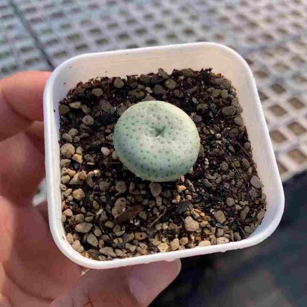 Conophytum Flavum 芝麻饼 - Image 3