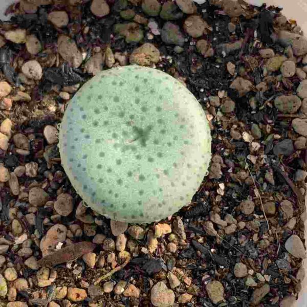 Conophytum Flavum 芝麻饼 - Image 4