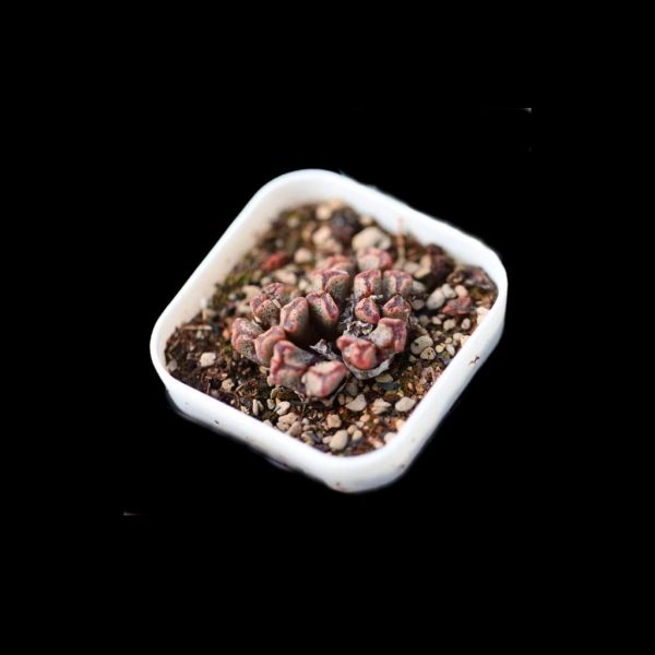 Conophytum Pellucidum Mix 勋章 - Image 2