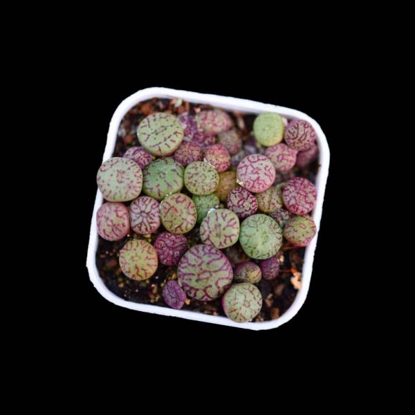 Conophytum Minimum 清姬 - Image 2