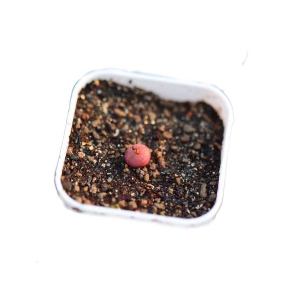 Conophytum CR563D 毛球