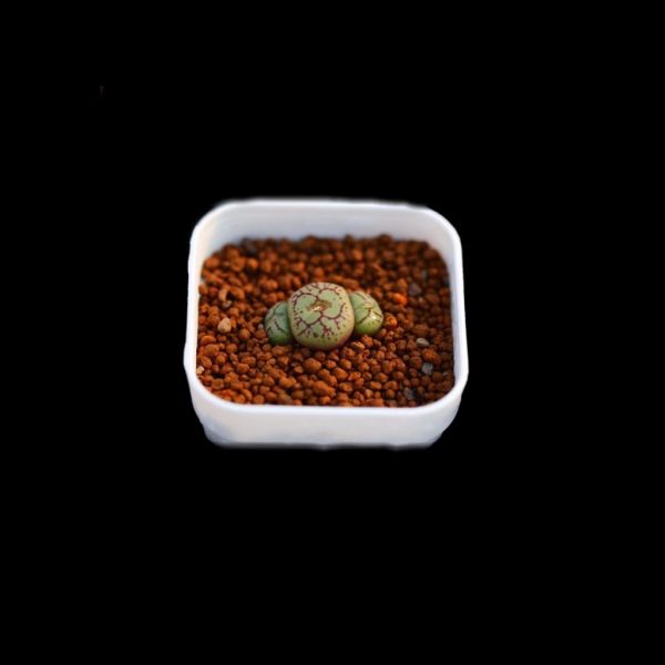 Conophytum minimum 清姬 - Image 2