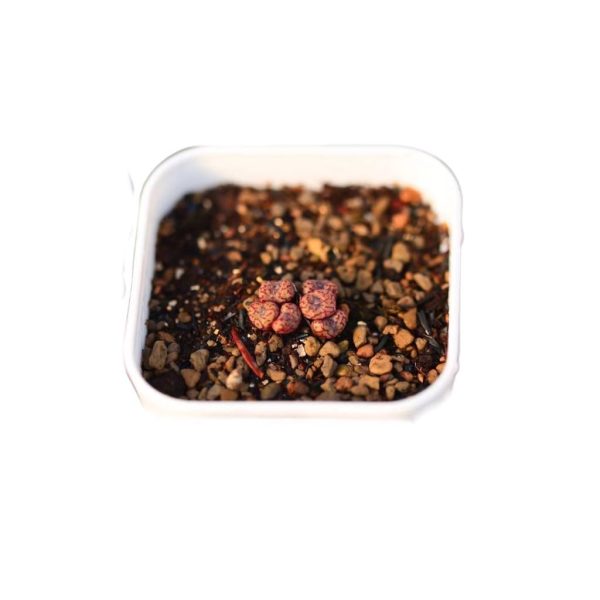 Conophytum