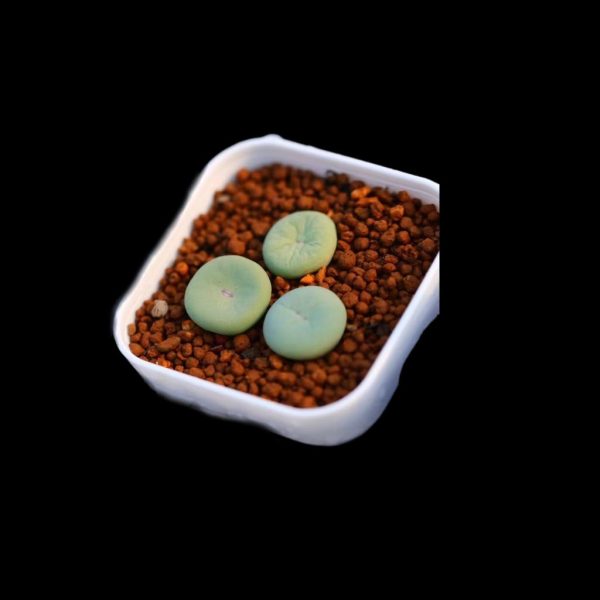 Conophytum SUB嘴 - Image 2