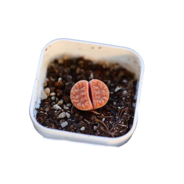 Lithops C309A