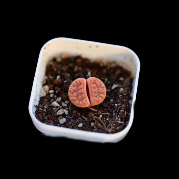 Lithops C309A - Image 2