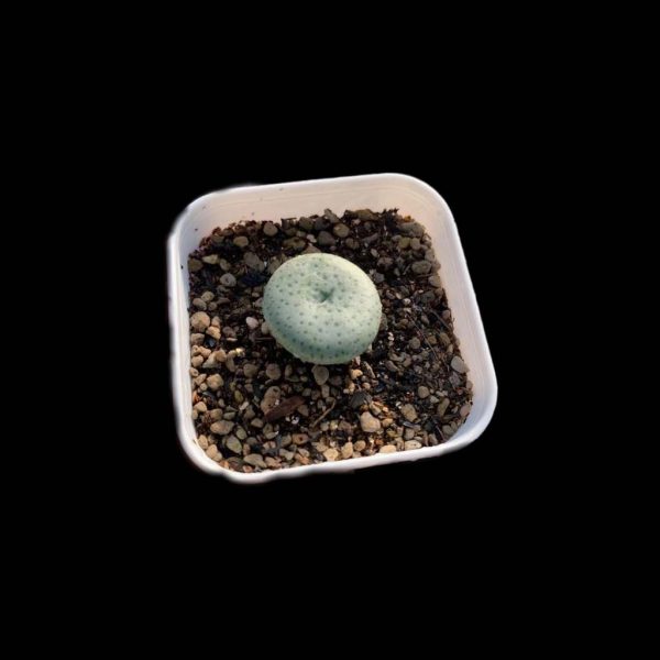 Conophytum Flavum 芝麻饼 - Image 2