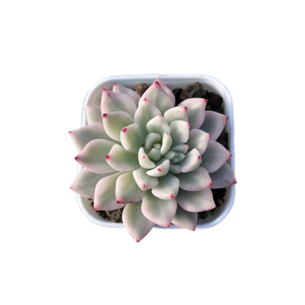 Echeveria Phantom Var.