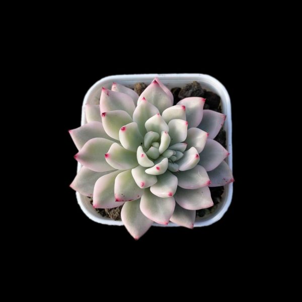 Echeveria Phantom Var. - Image 2