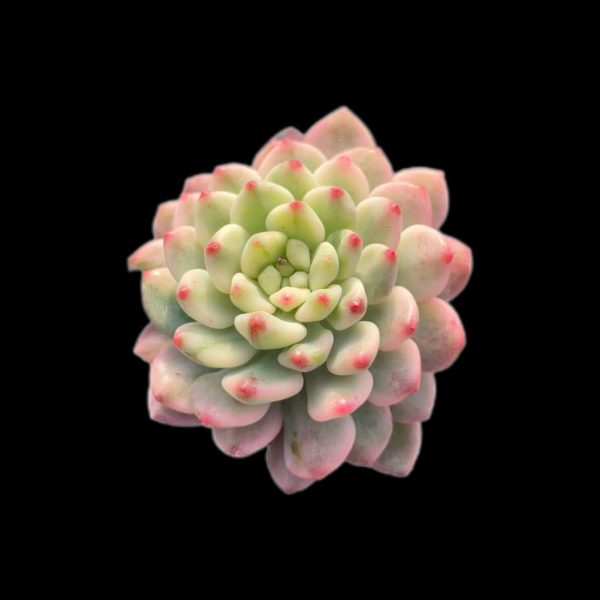 Echeveria Blue Apple Var. - Image 2