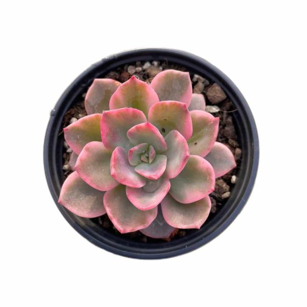 Echeveria Harry waston var.