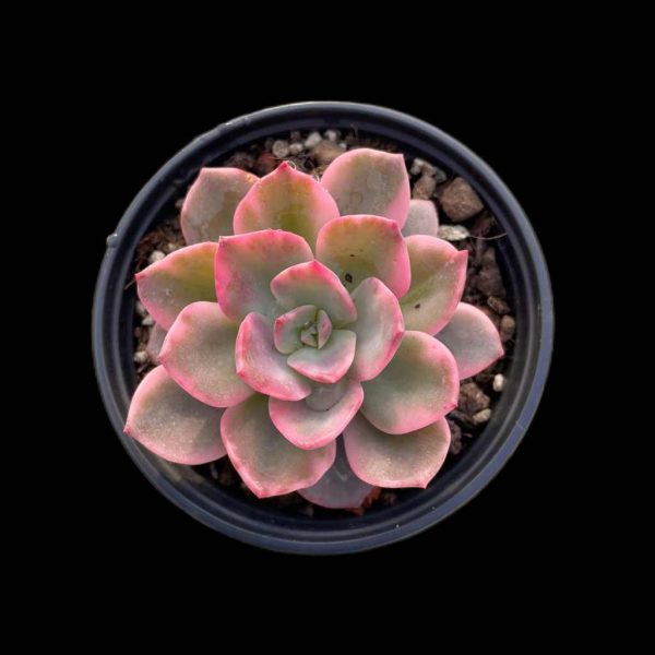 Echeveria Harry waston var. - Image 2