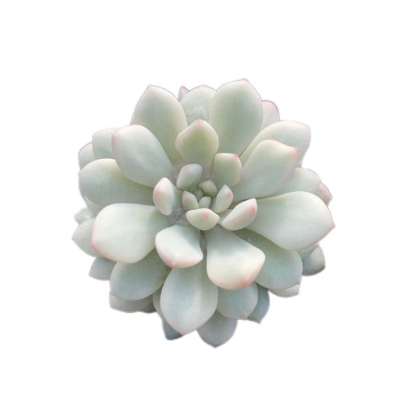 Echeveria Xiaohongdan