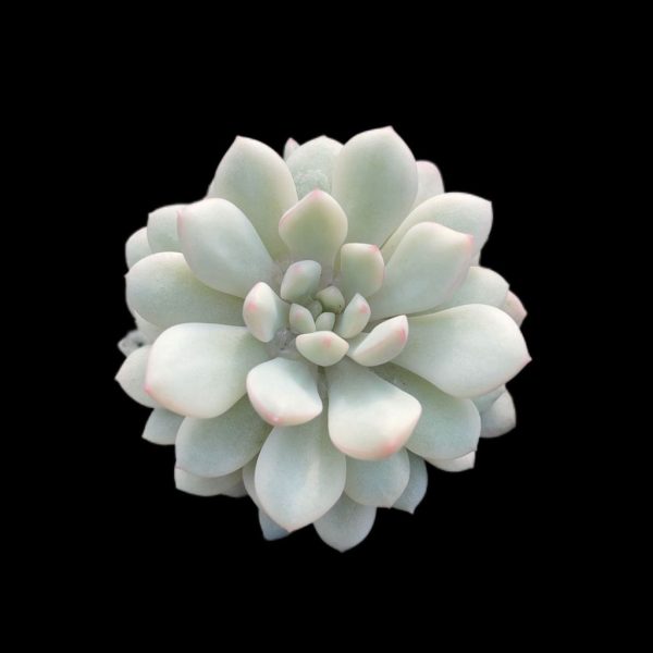 Echeveria Xiaohongdan - Image 2