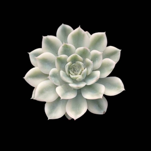 Echeveria Moon Fairy Var. - Image 2