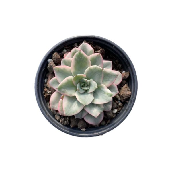 Echeveria Atlantis Var.