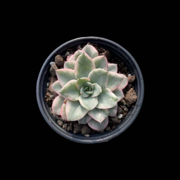 Echeveria Atlantis Var. - Image 2