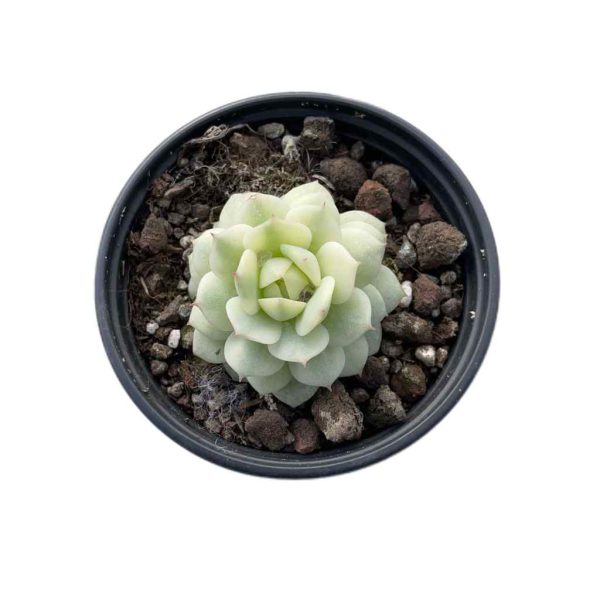 Echeveria derenbergii J.A.Purpus