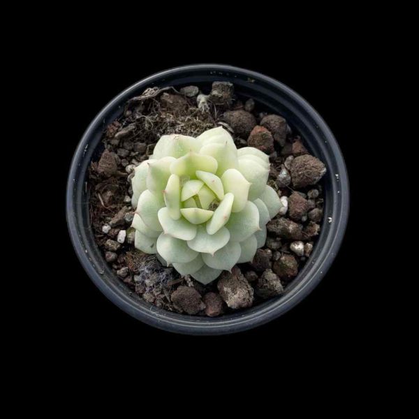 Echeveria derenbergii J.A.Purpus - Image 2