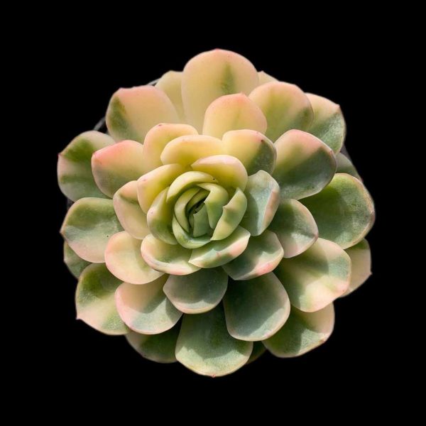 Echeveria Elegans Twin Berry Var. - Image 2