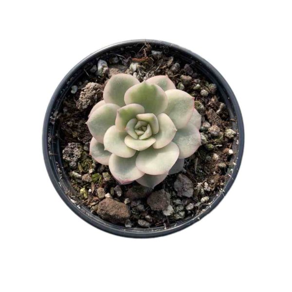 Echeveria 'nicksana' var