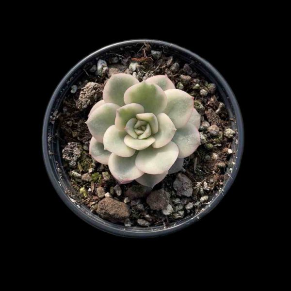 Echeveria 'nicksana' var - Image 2