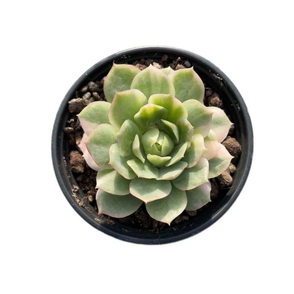 Echeveria 'Seigetsu' var