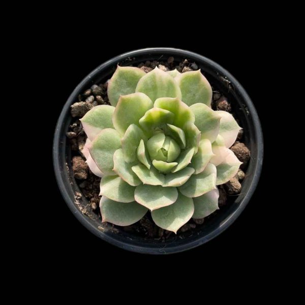 Echeveria 'Seigetsu' var - Image 2