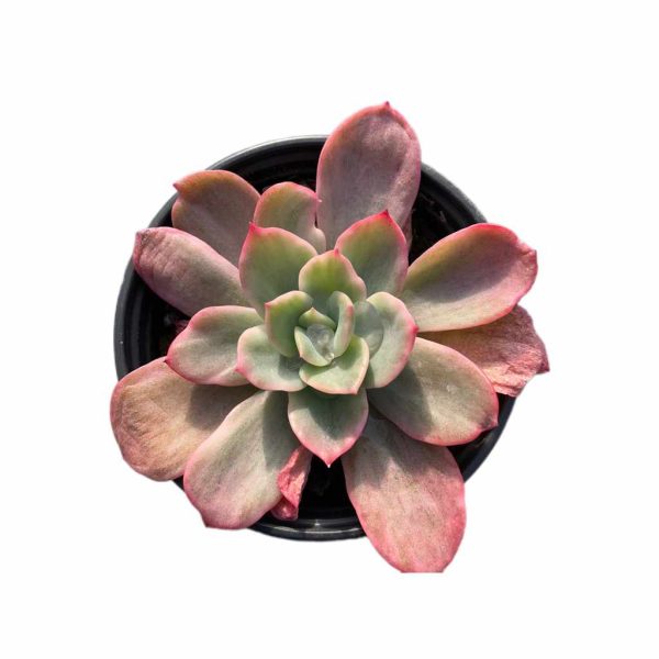 Echeveria 'Bradburyana' var