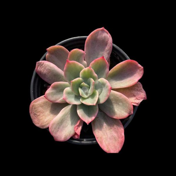 Echeveria 'Bradburyana' var - Image 2