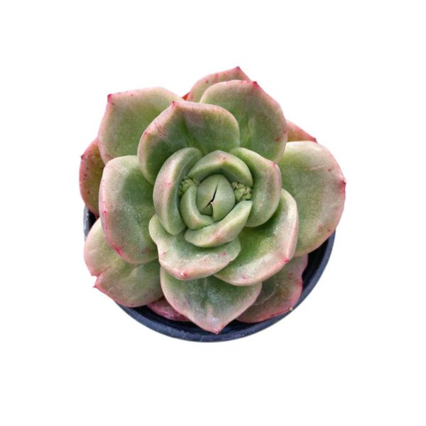 Echeveria Puli-lindsayana var.