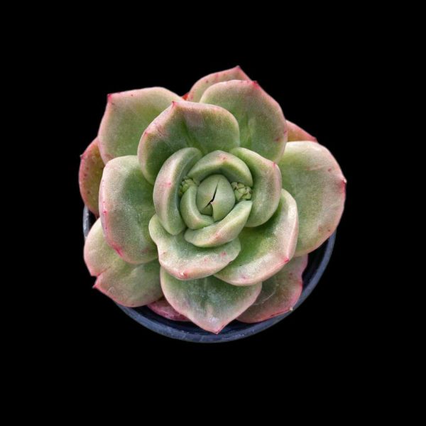 Echeveria Puli-lindsayana var. - Image 2