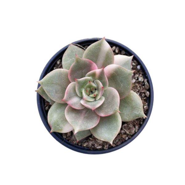 Echeveria Baikal var