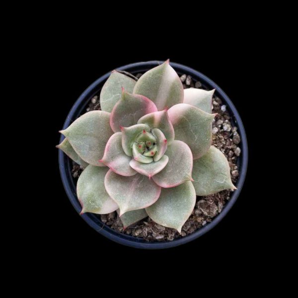 Echeveria Baikal var - Image 2