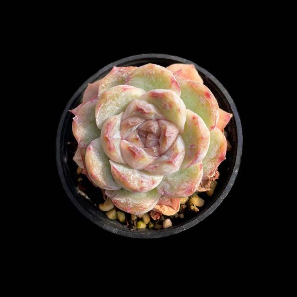 Echeveria Coconut Latte - Image 2